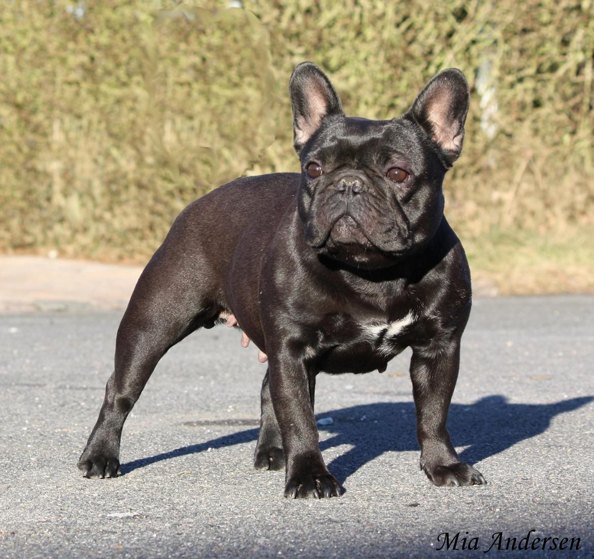 Fransk bulldog Lancome's Ælmira billede 19