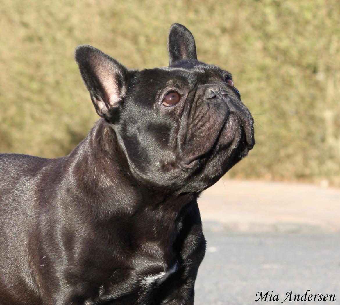 Fransk bulldog Lancome's Ælmira billede 20
