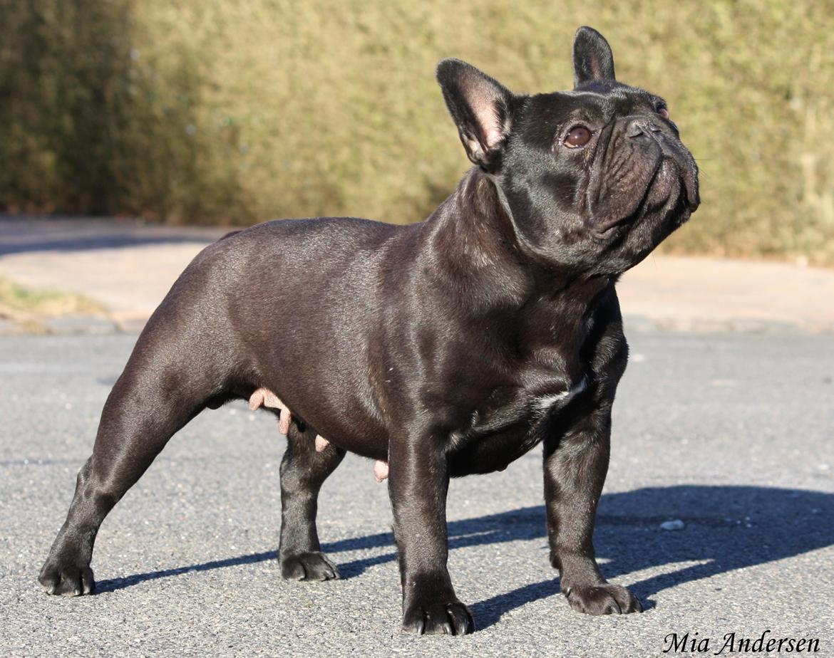 Fransk bulldog Lancome's Ælmira billede 1
