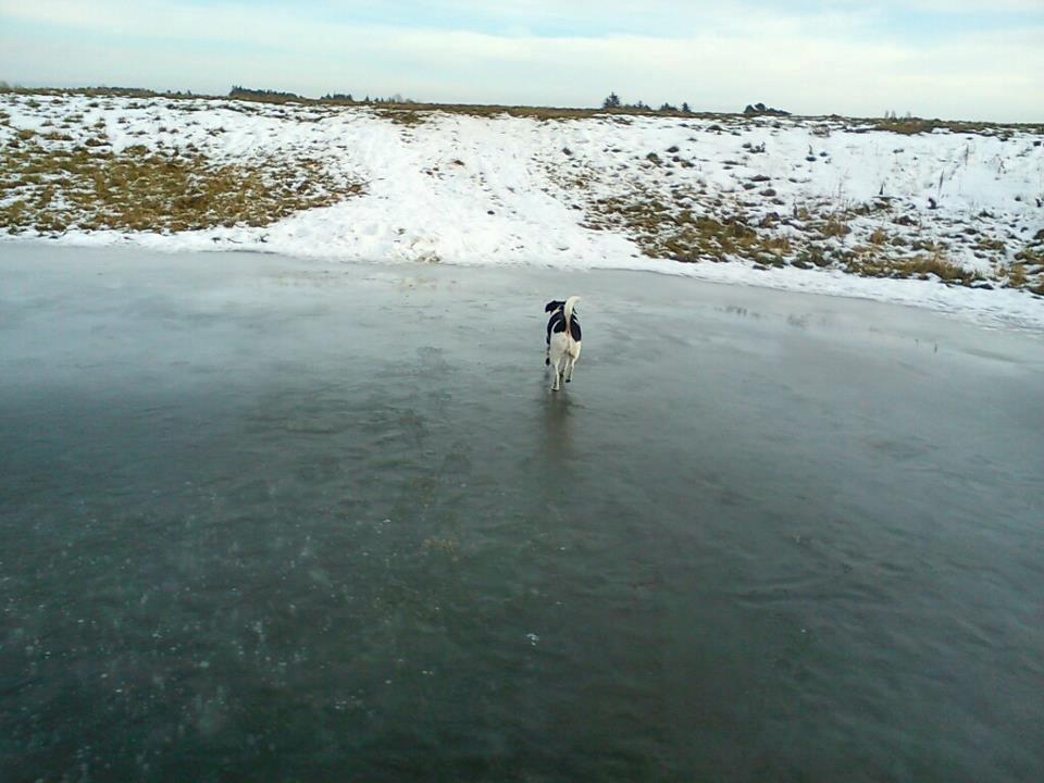 Dansk svensk gaardhund Tuco billede 15