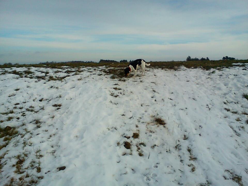 Dansk svensk gaardhund Tuco billede 16