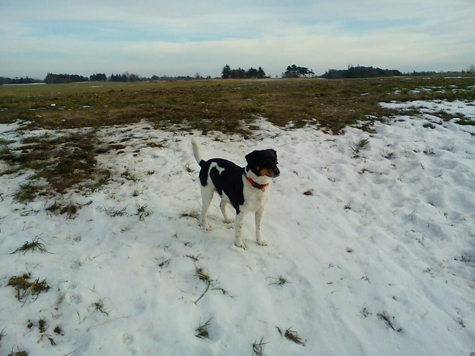 Dansk svensk gaardhund Tuco billede 17