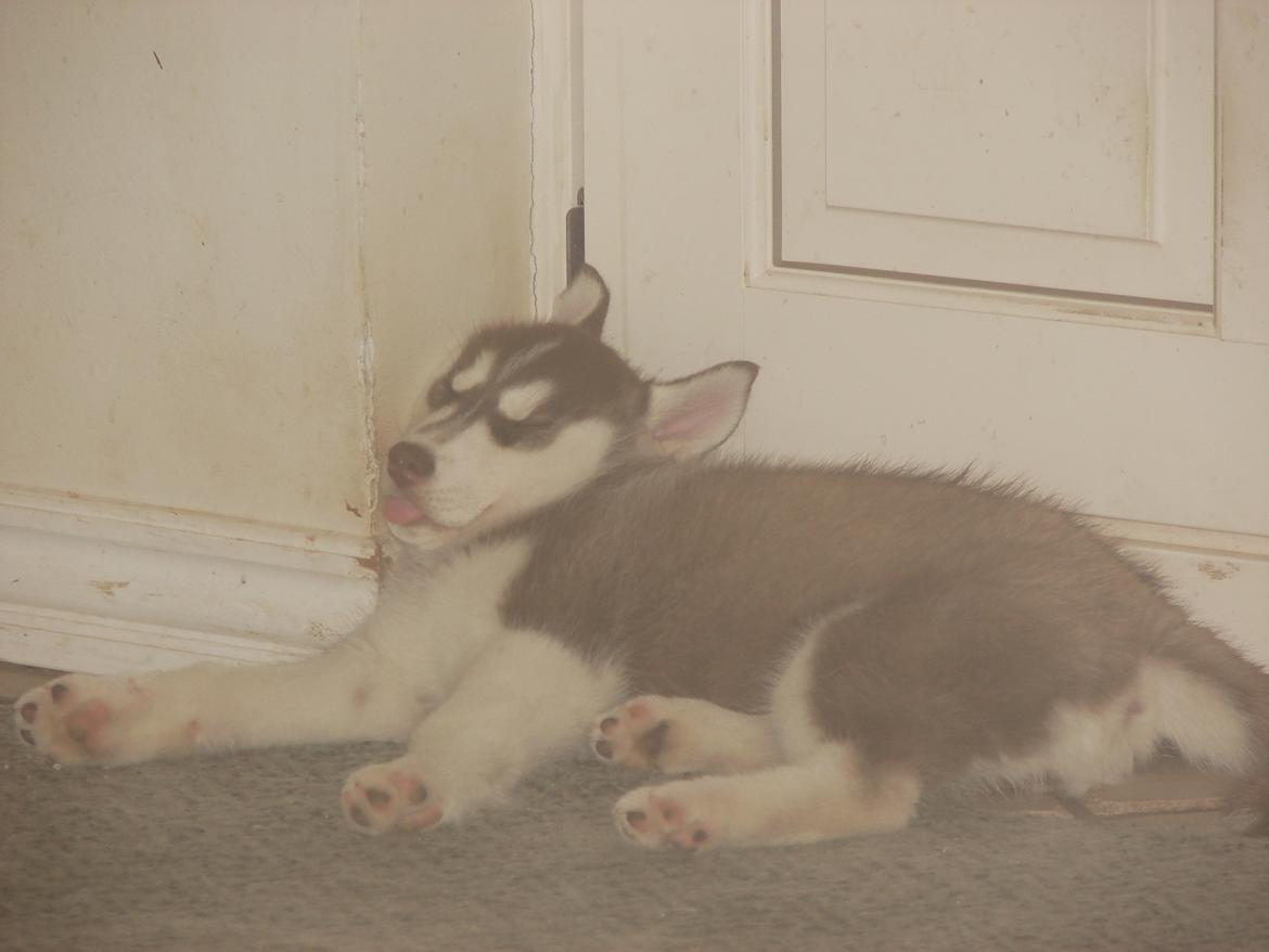 Siberian husky Ziska - 1 dag efter hvalpe træning billede 4