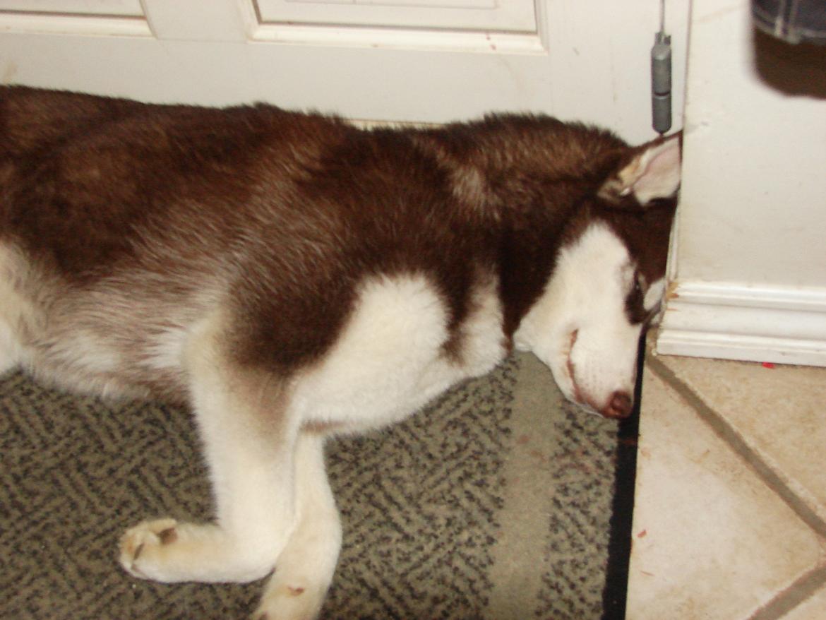 Siberian husky Ziska - mærkelig måde at sove på :) billede 16