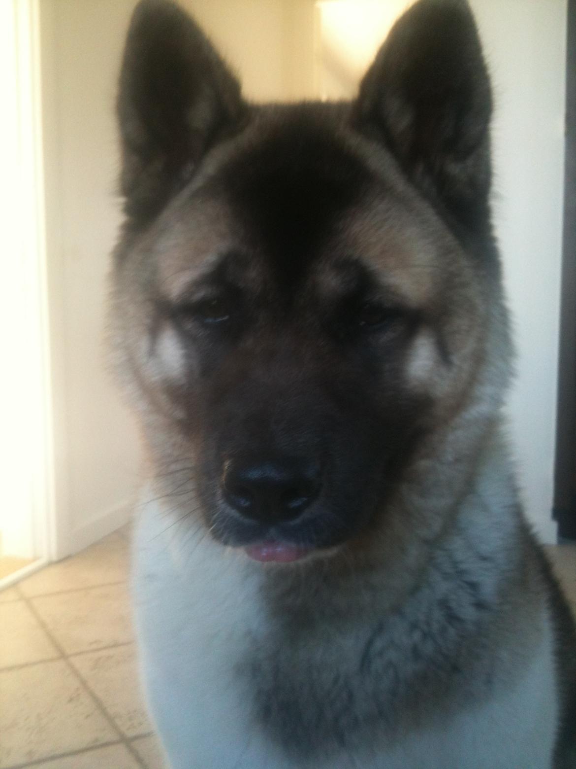 American Akita Mufti billede 1