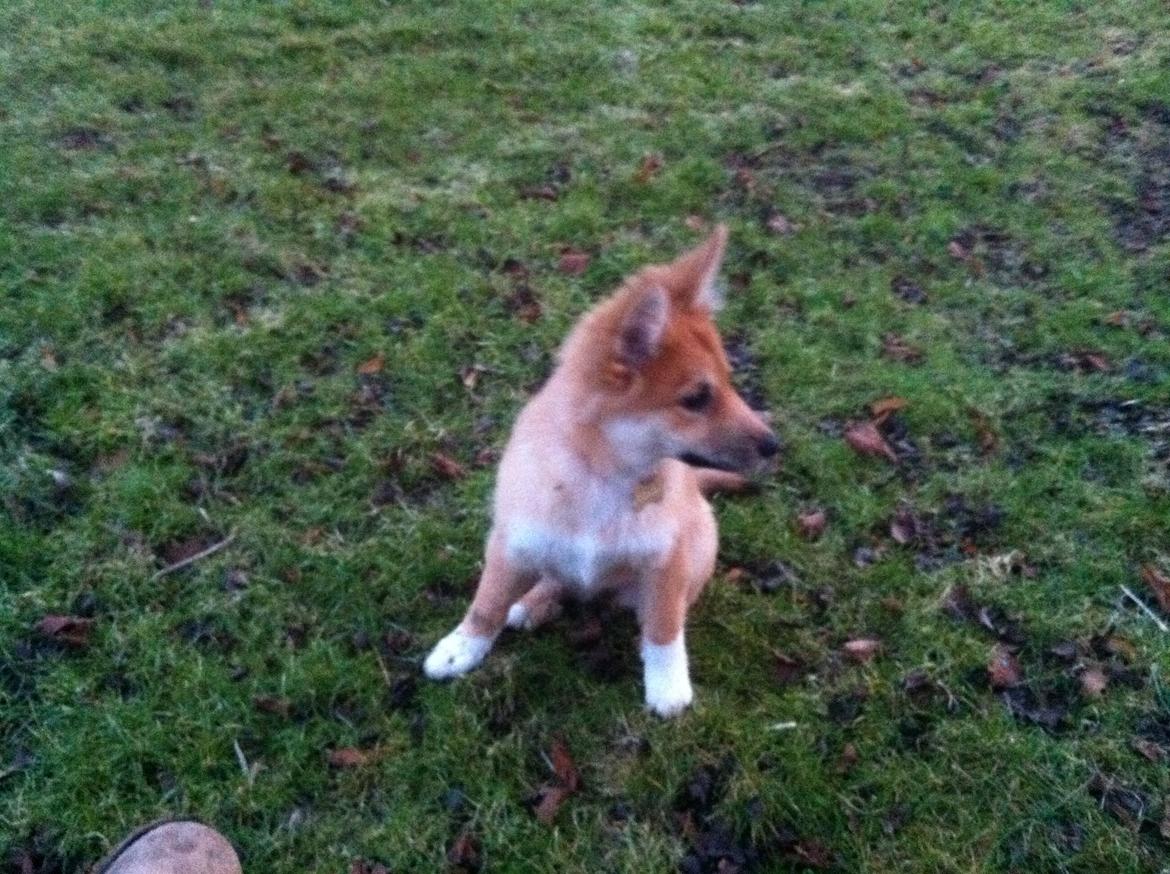 Islandsk fårehund Cika billede 14