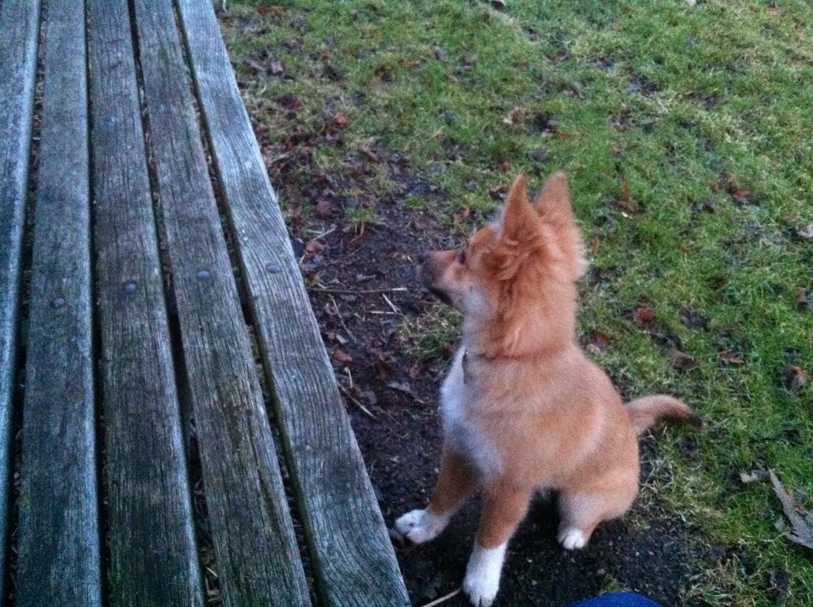 Islandsk fårehund Cika - Åhh det er godt nok en stor hund der går der :) billede 15