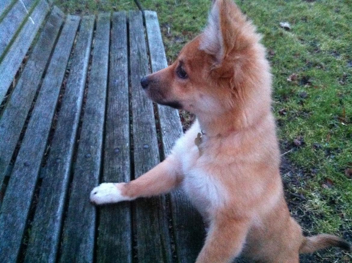 Islandsk fårehund Cika - Der er meget bedre udsigt herfra ! (: billede 16