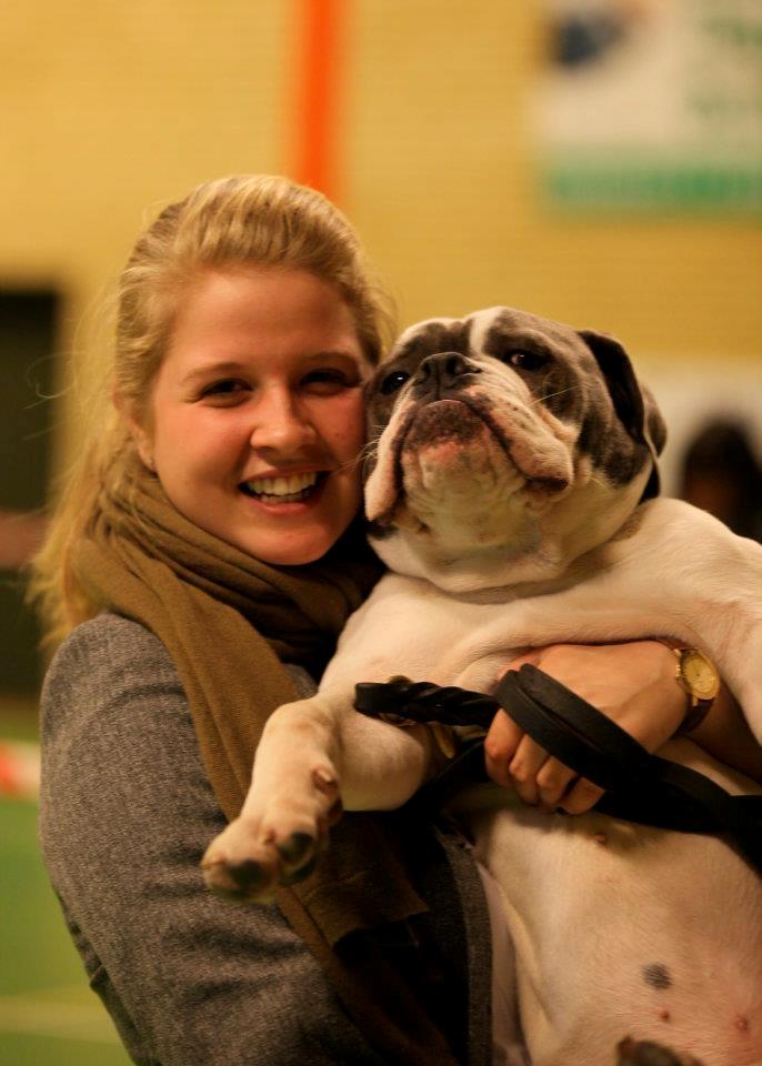 Olde english bulldogge Hugh Hefner - 6 mdr. til udstilling  billede 8