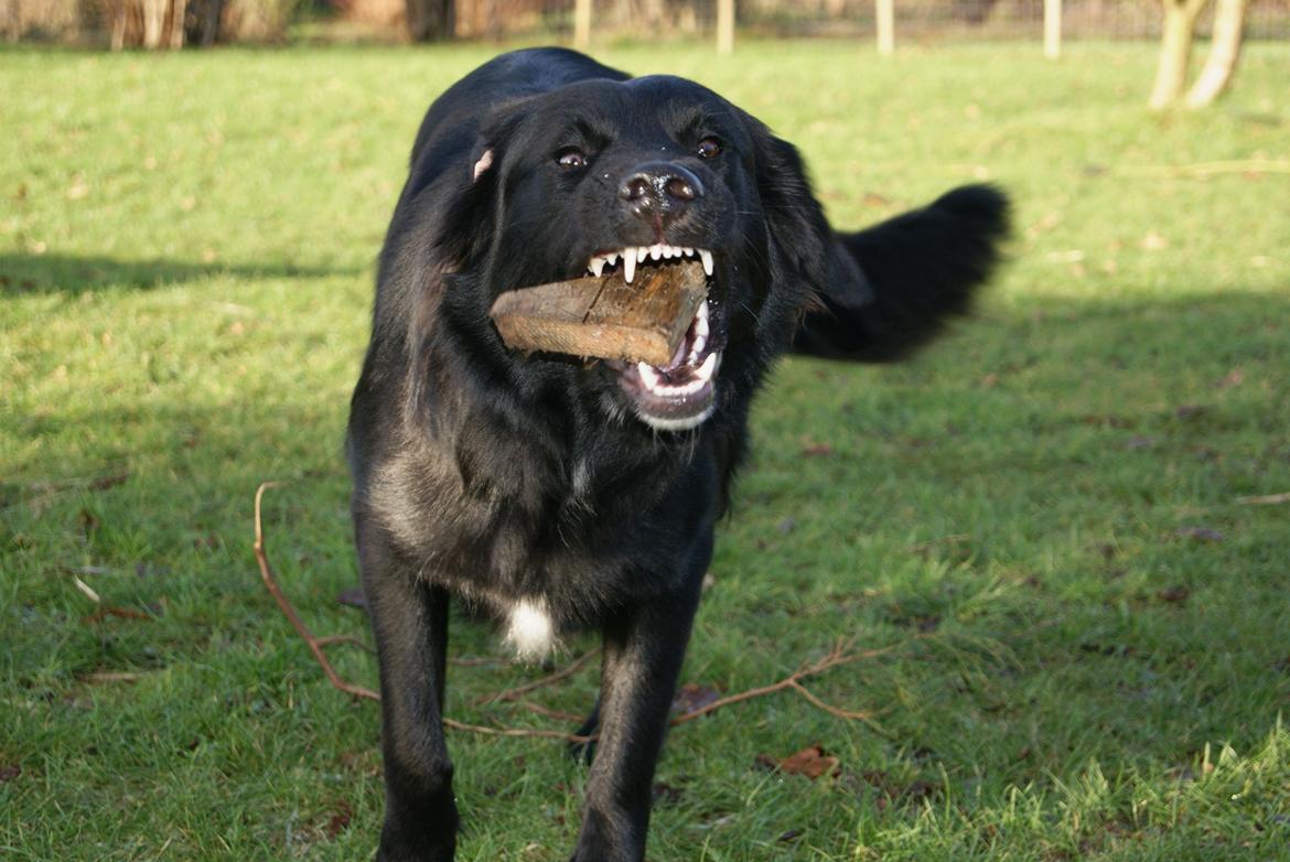 Blanding af racer Debbie billede 15