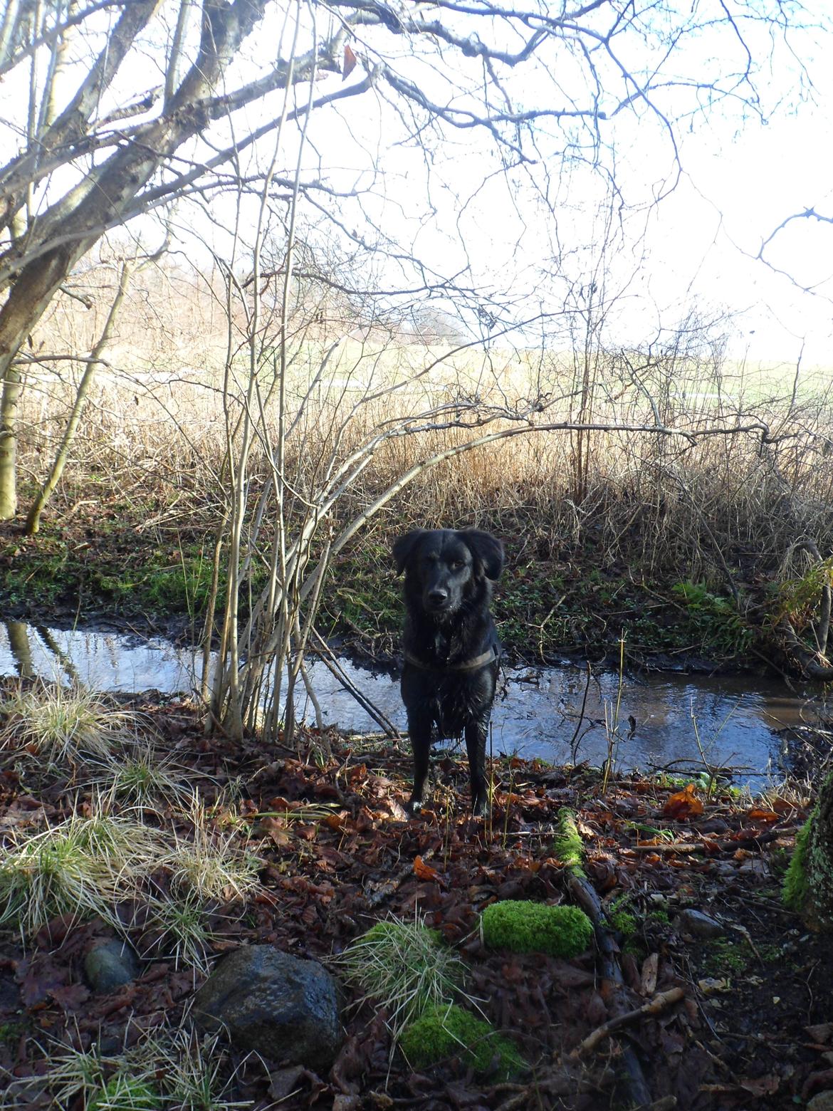 Blanding af racer Debbie billede 16