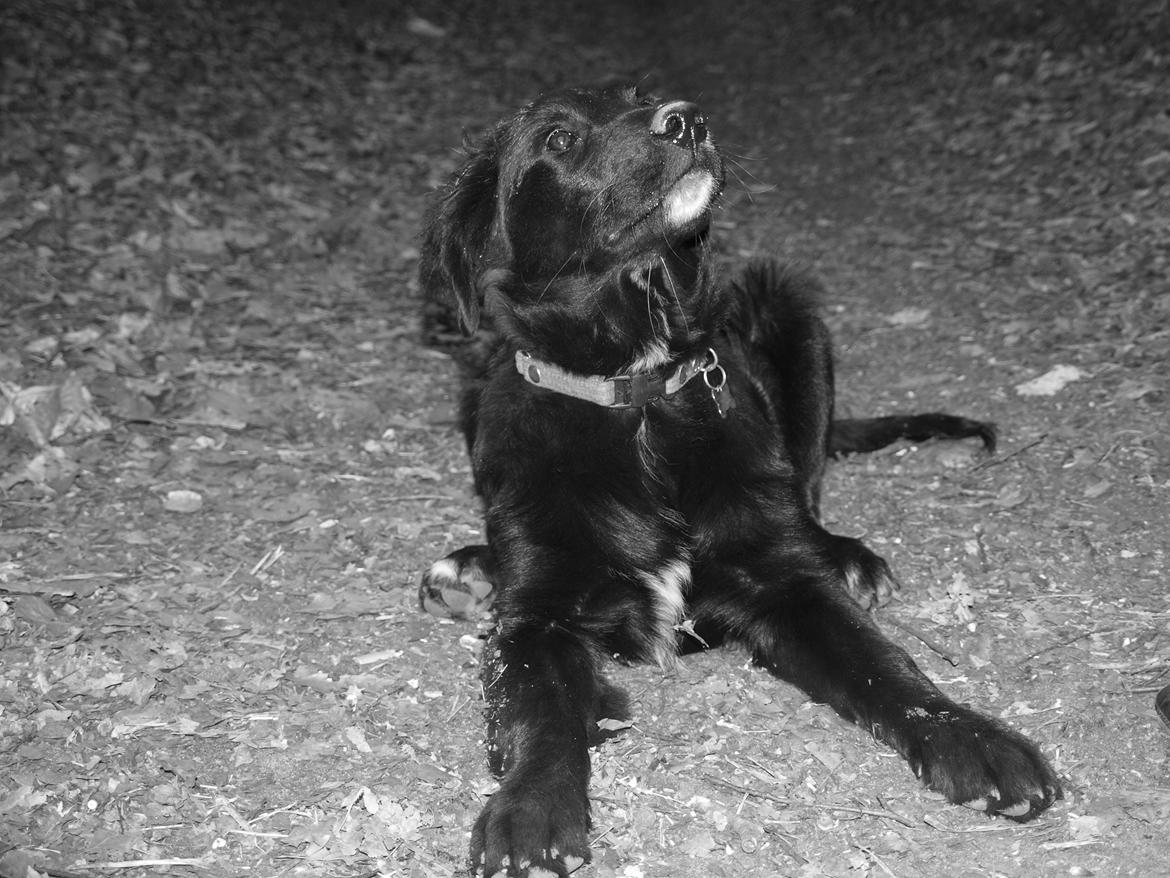 Blanding af racer Debbie billede 9