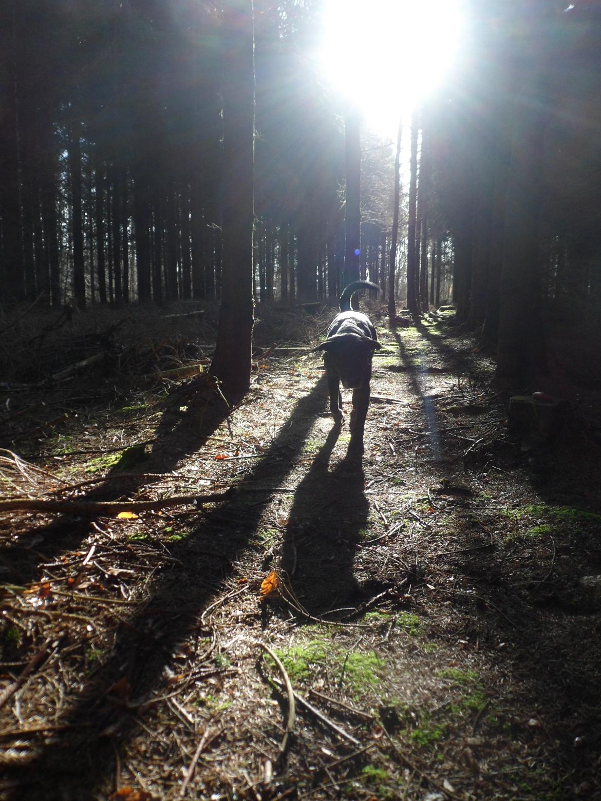 Blanding af racer Nala billede 19