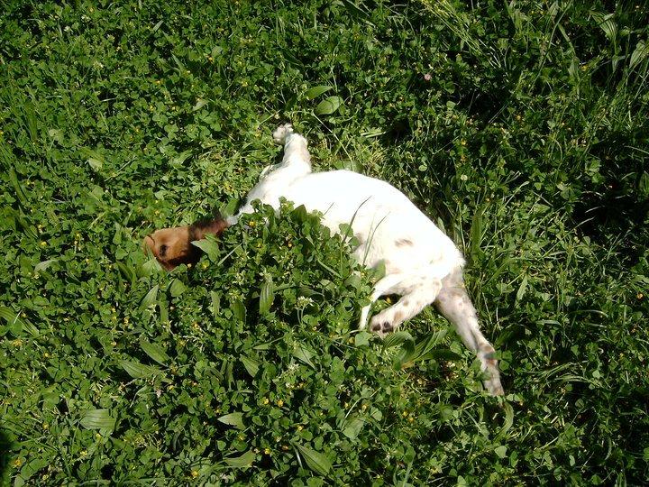 Blanding af racer tobey billede 2