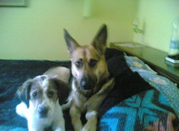 Blanding af racer tobey billede 5