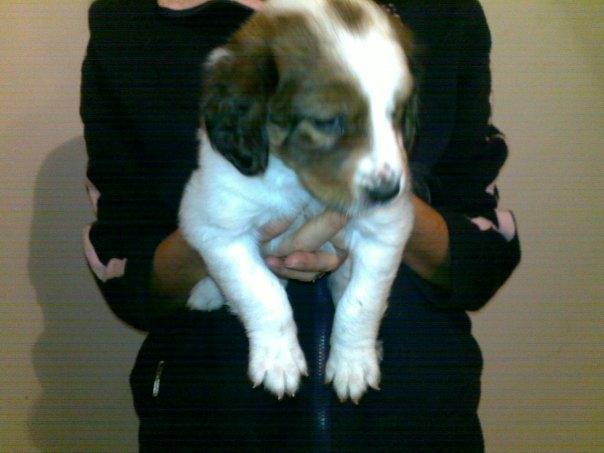 Blanding af racer tobey billede 1