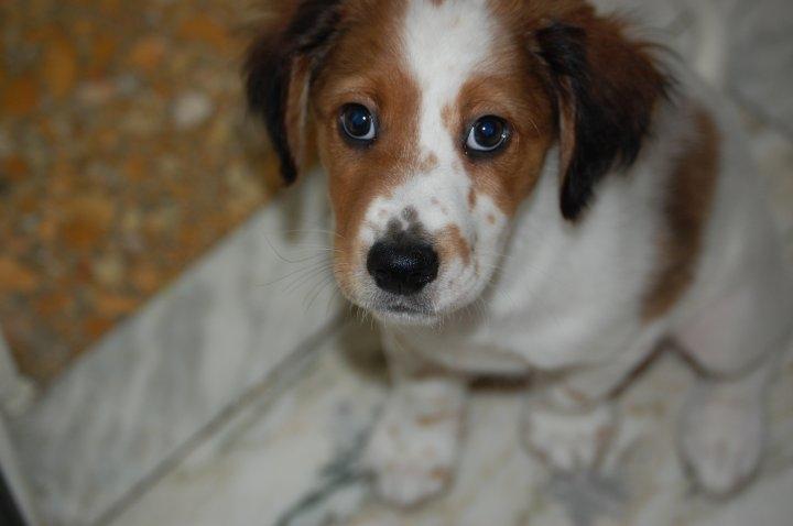 Blanding af racer tobey billede 4