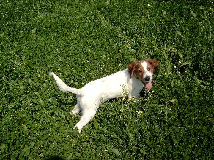 Blanding af racer tobey billede 3