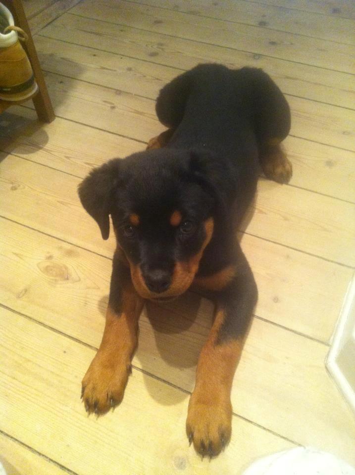 Rottweiler Emma billede 7