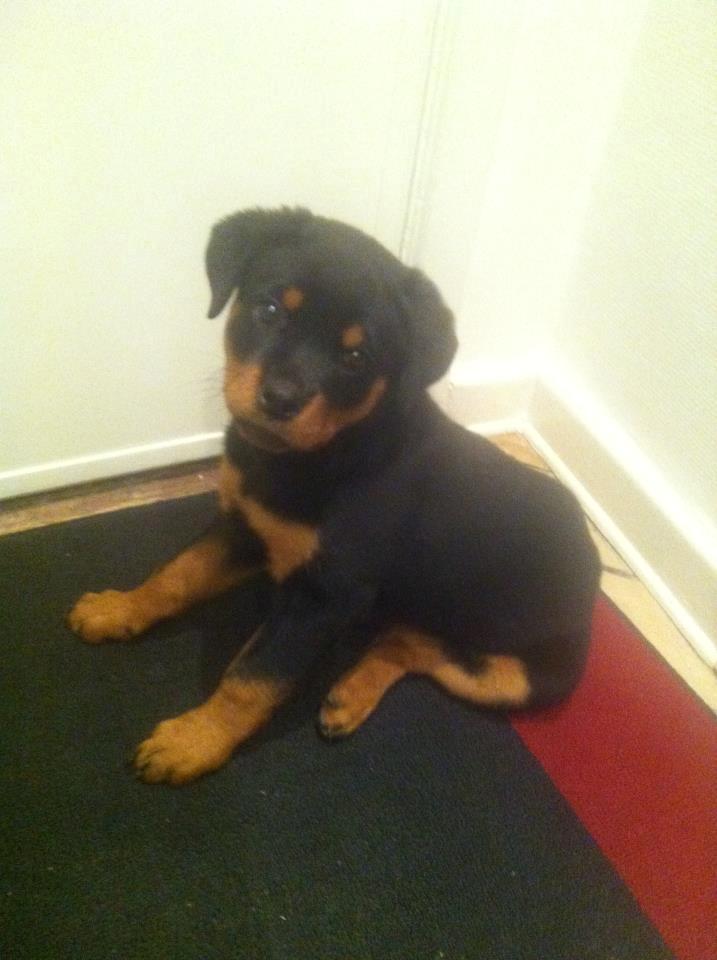 Rottweiler Emma billede 8