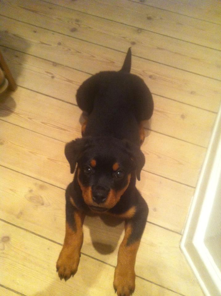 Rottweiler Emma billede 9