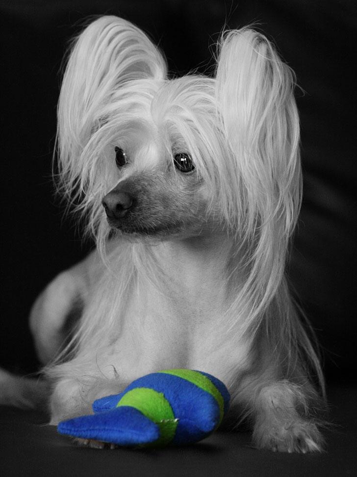 Chinese crested hårløs Silas - *29/2-12* billede 19