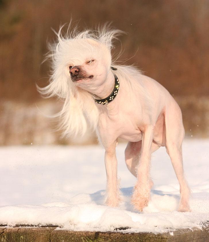 Chinese crested hårløs Silas - Because I'm worth it... ;) *4/2-12* billede 20