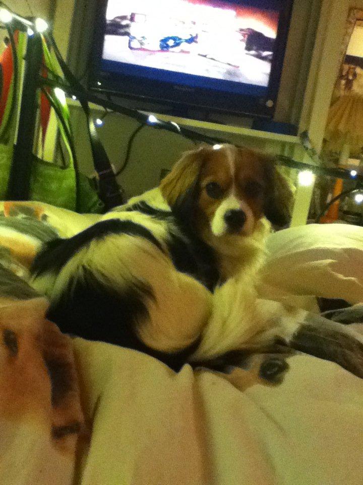 Blanding af racer Zenta(himmelhund) billede 1