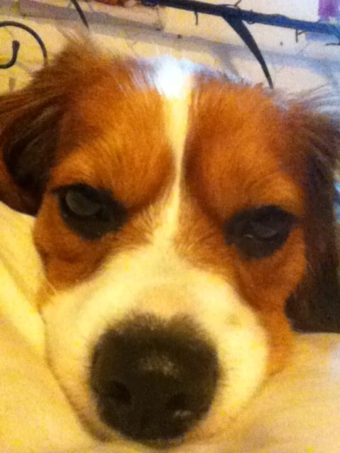 Blanding af racer Zenta(himmelhund) billede 2