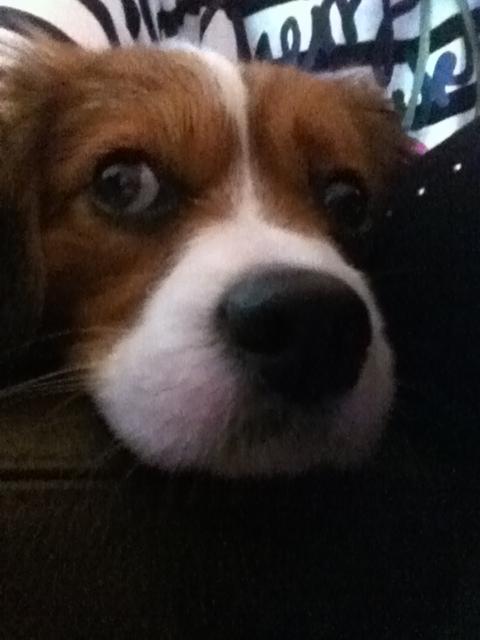 Blanding af racer Zenta(himmelhund) billede 3