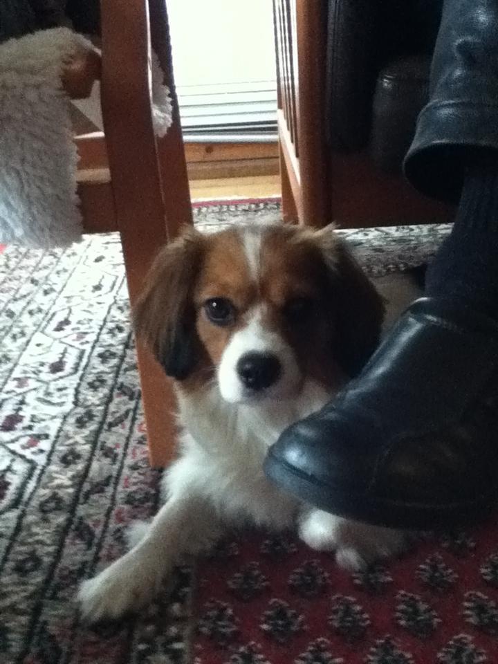 Blanding af racer Zenta(himmelhund) billede 4