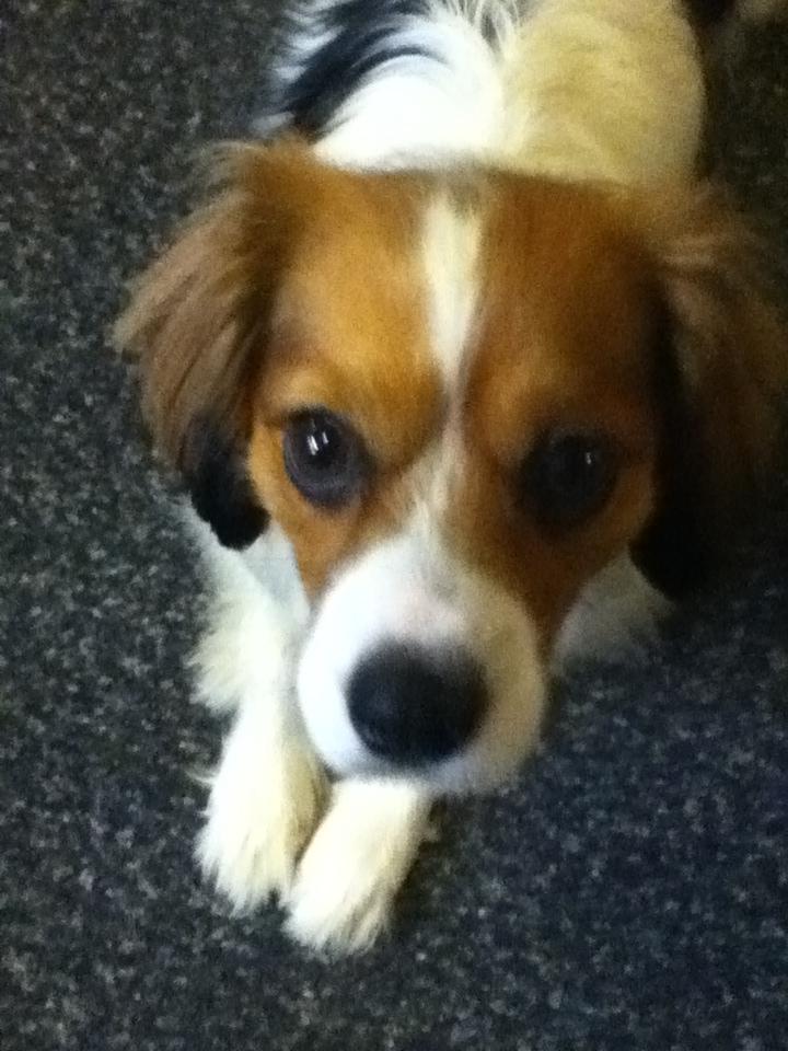 Blanding af racer Zenta(himmelhund) billede 5