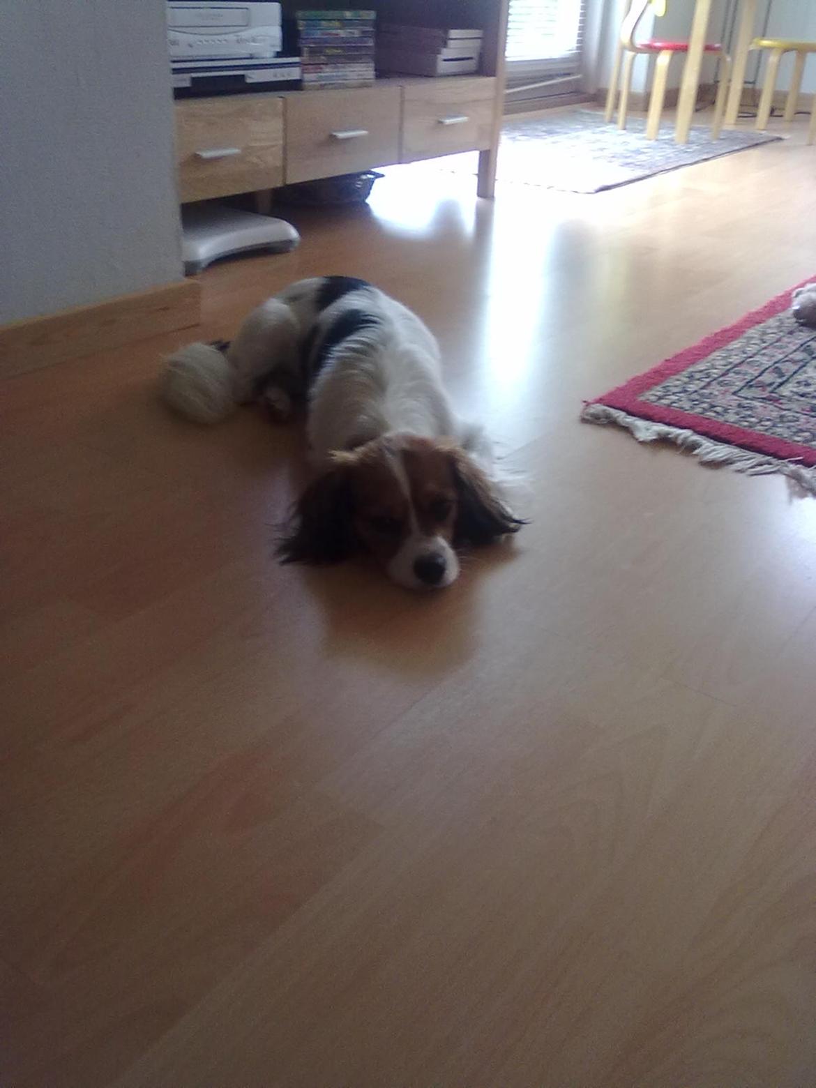 Blanding af racer Zenta(himmelhund) billede 6