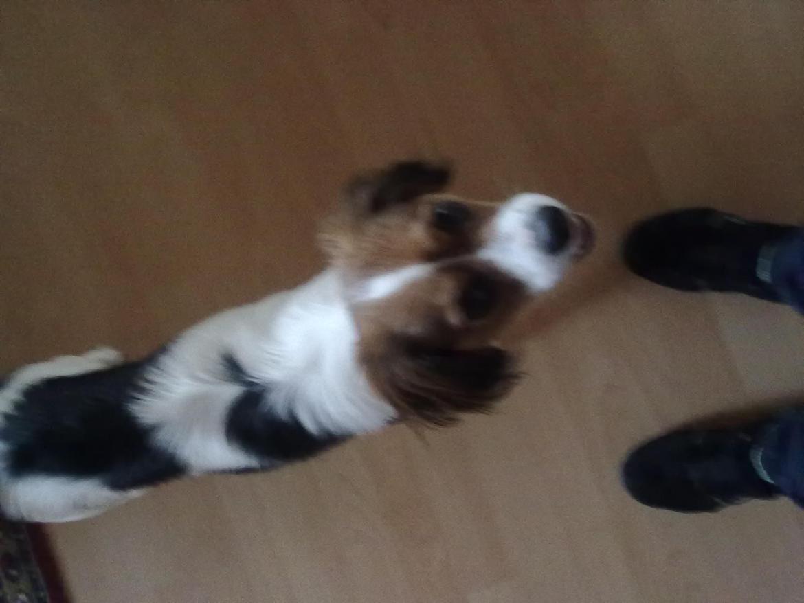 Blanding af racer Zenta(himmelhund) billede 7