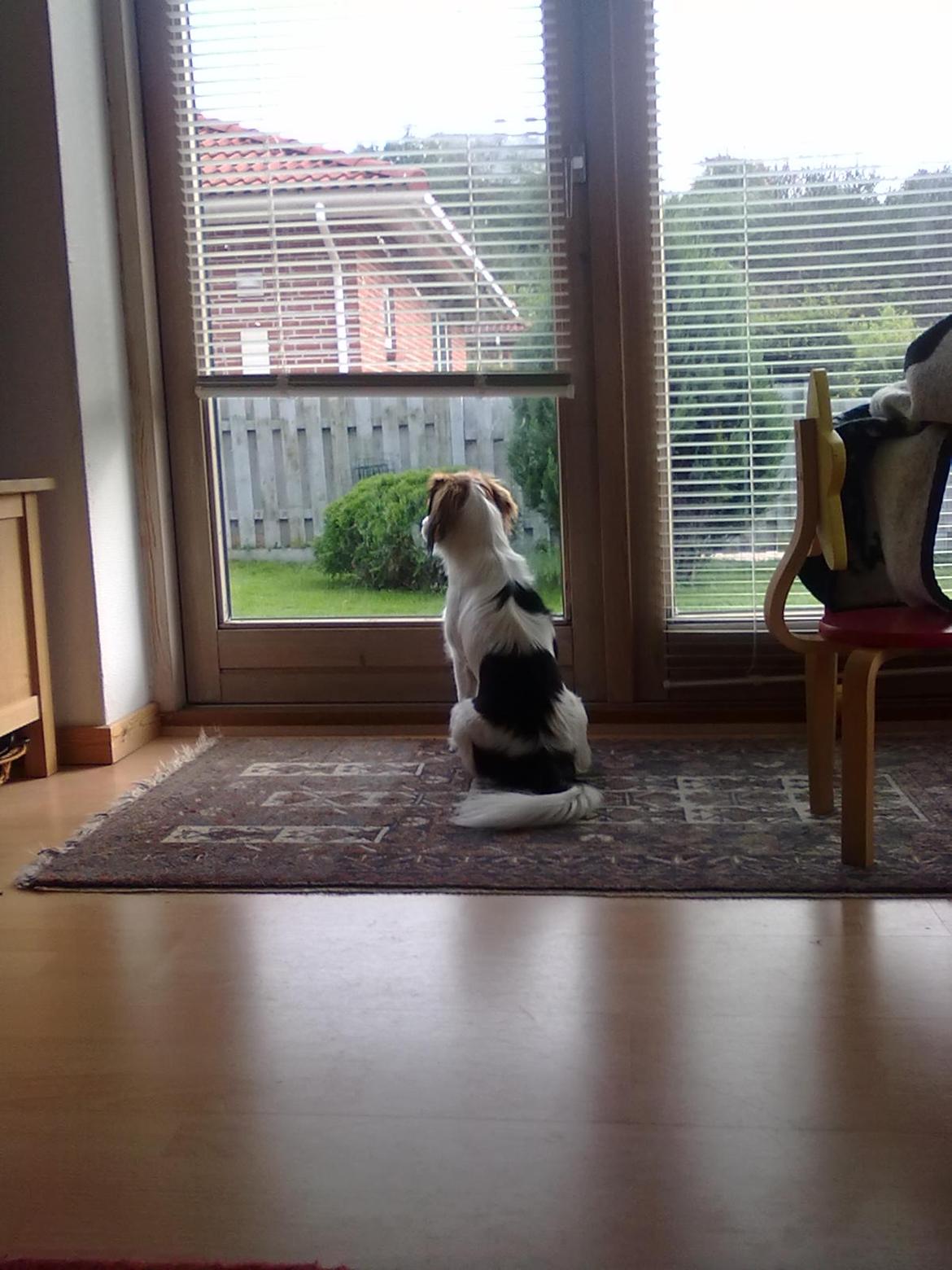 Blanding af racer Zenta(himmelhund) billede 8