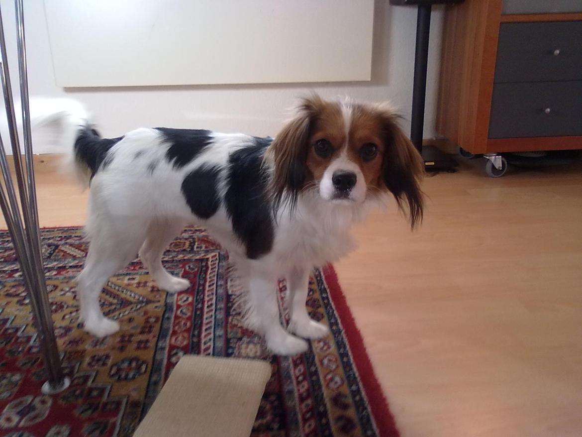 Blanding af racer Zenta(himmelhund) billede 9