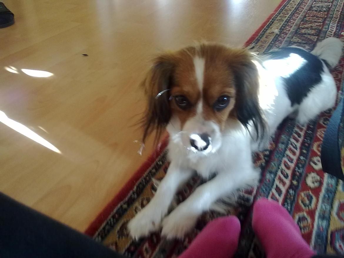 Blanding af racer Zenta(himmelhund) billede 10