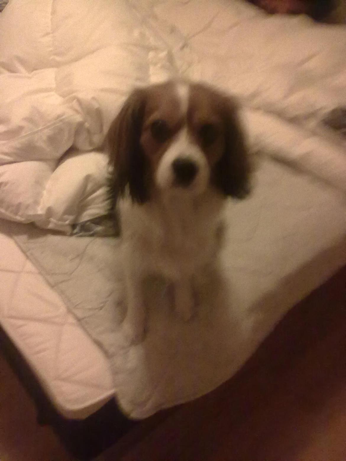 Blanding af racer Zenta(himmelhund) billede 11