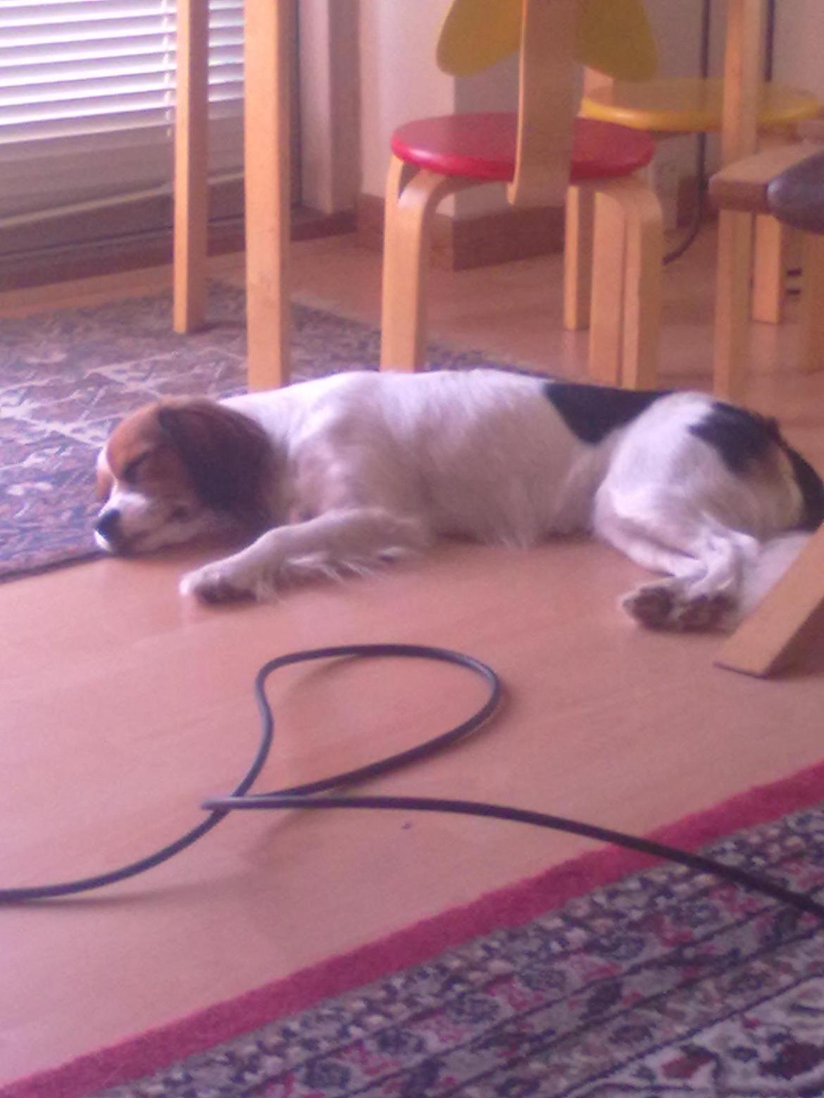 Blanding af racer Zenta(himmelhund) billede 12