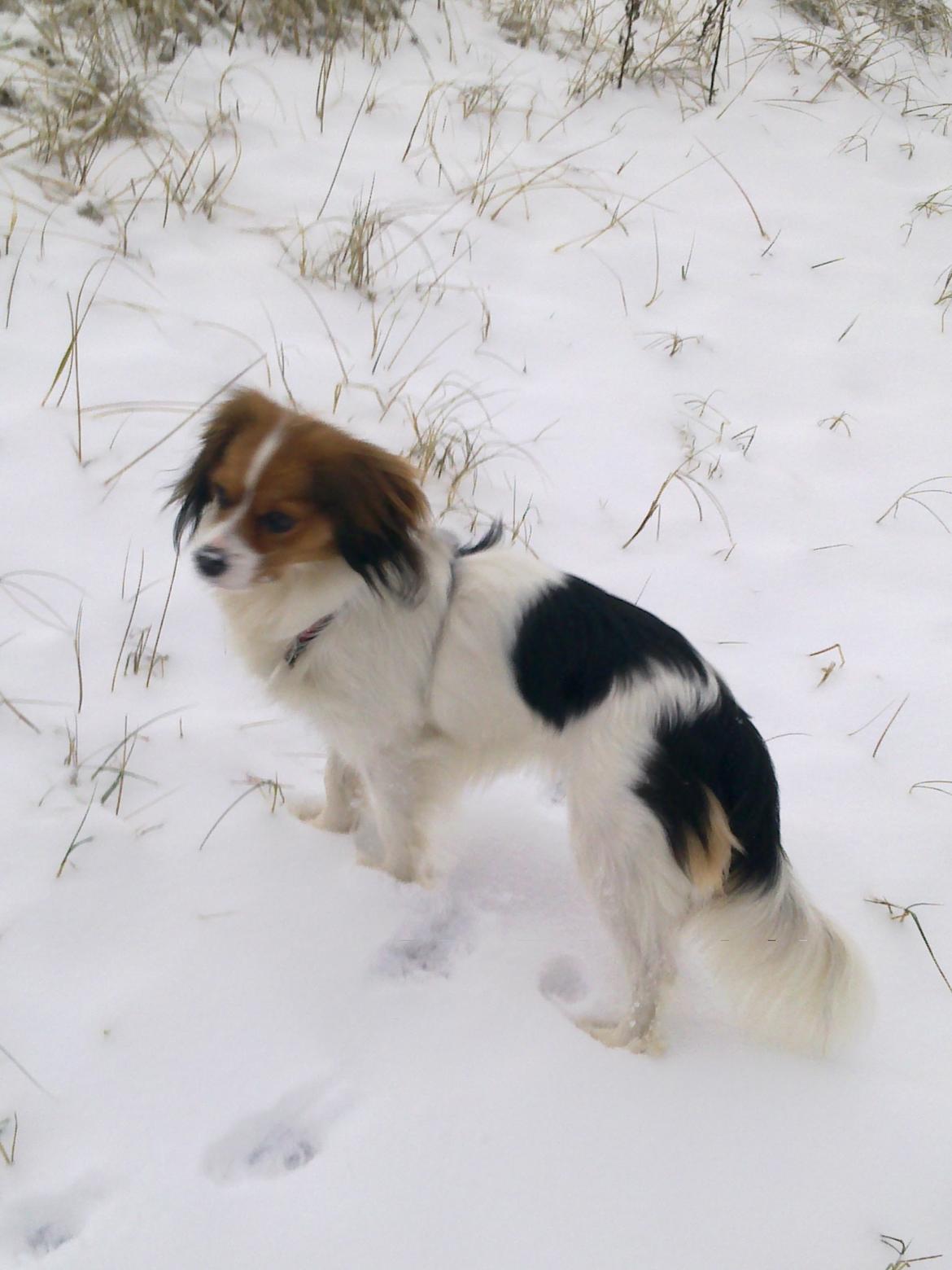 Blanding af racer Zenta(himmelhund) billede 13