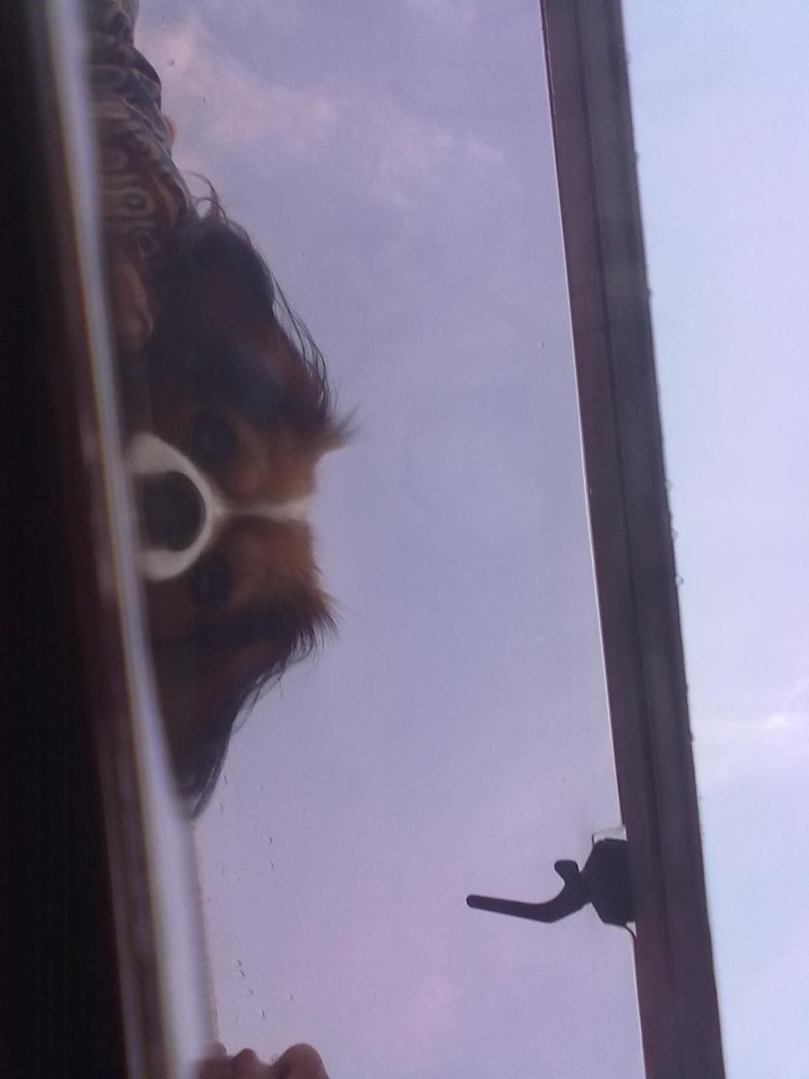 Blanding af racer Zenta(himmelhund) billede 14