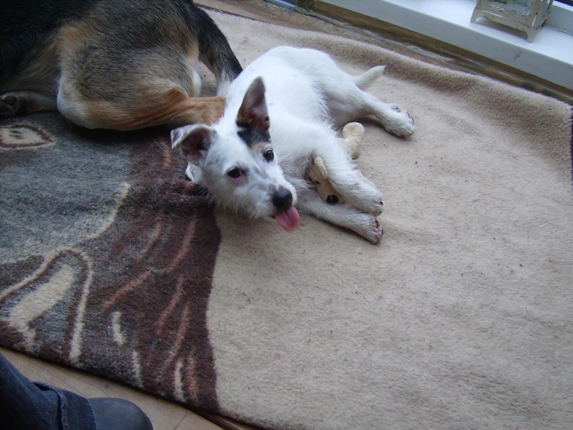 Jack russell terrier Calliston's Maddie billede 10