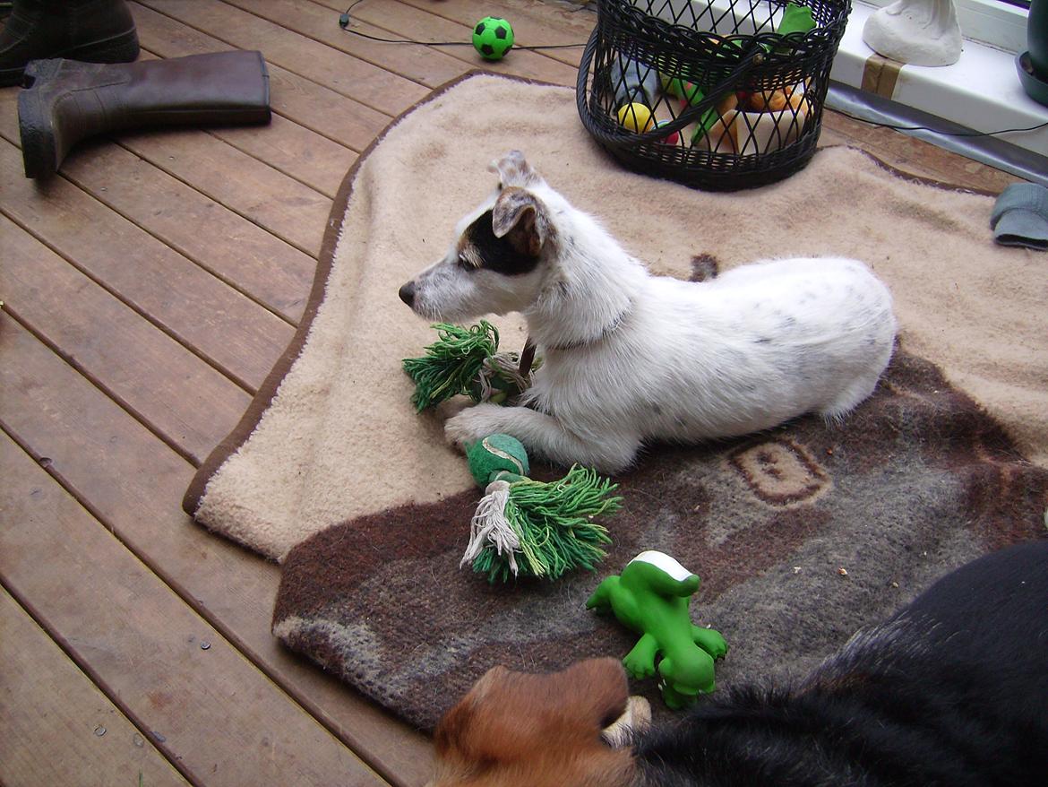 Jack russell terrier Calliston's Maddie billede 11