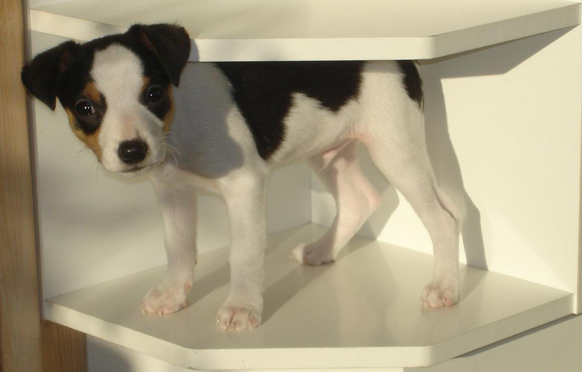 Dansk svensk gaardhund Milo Min Soulmate - Hyldeknægt billede 46