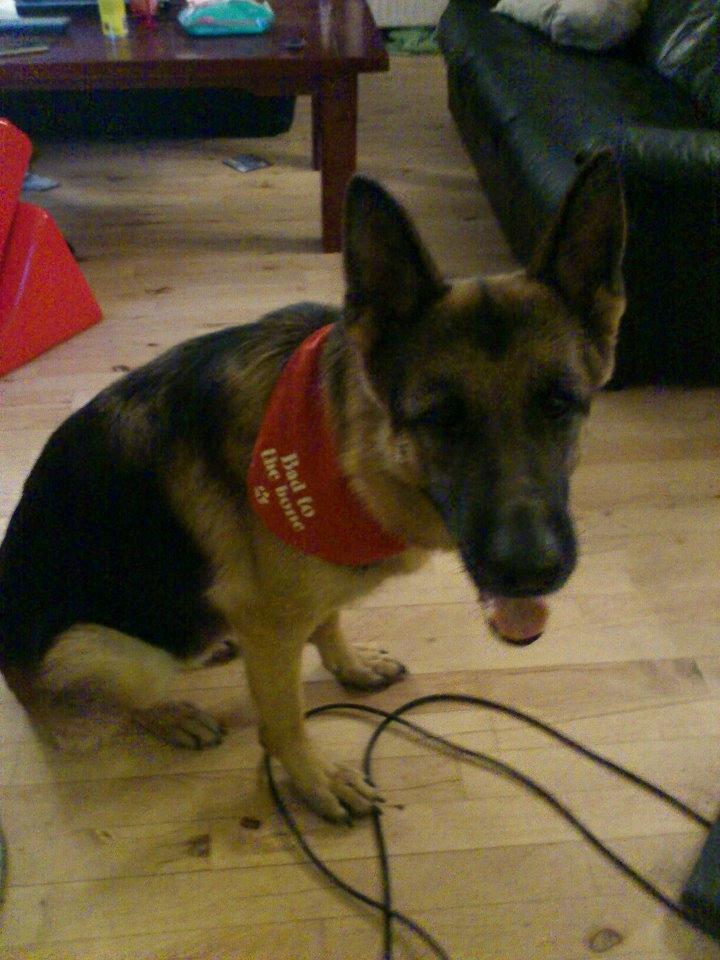 Schæferhund Freja billede 1