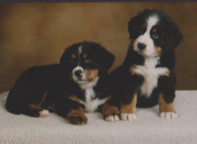 Berner sennenhund Bernerstuens Bimbette "Bimse"/ "Mulle" billede 1