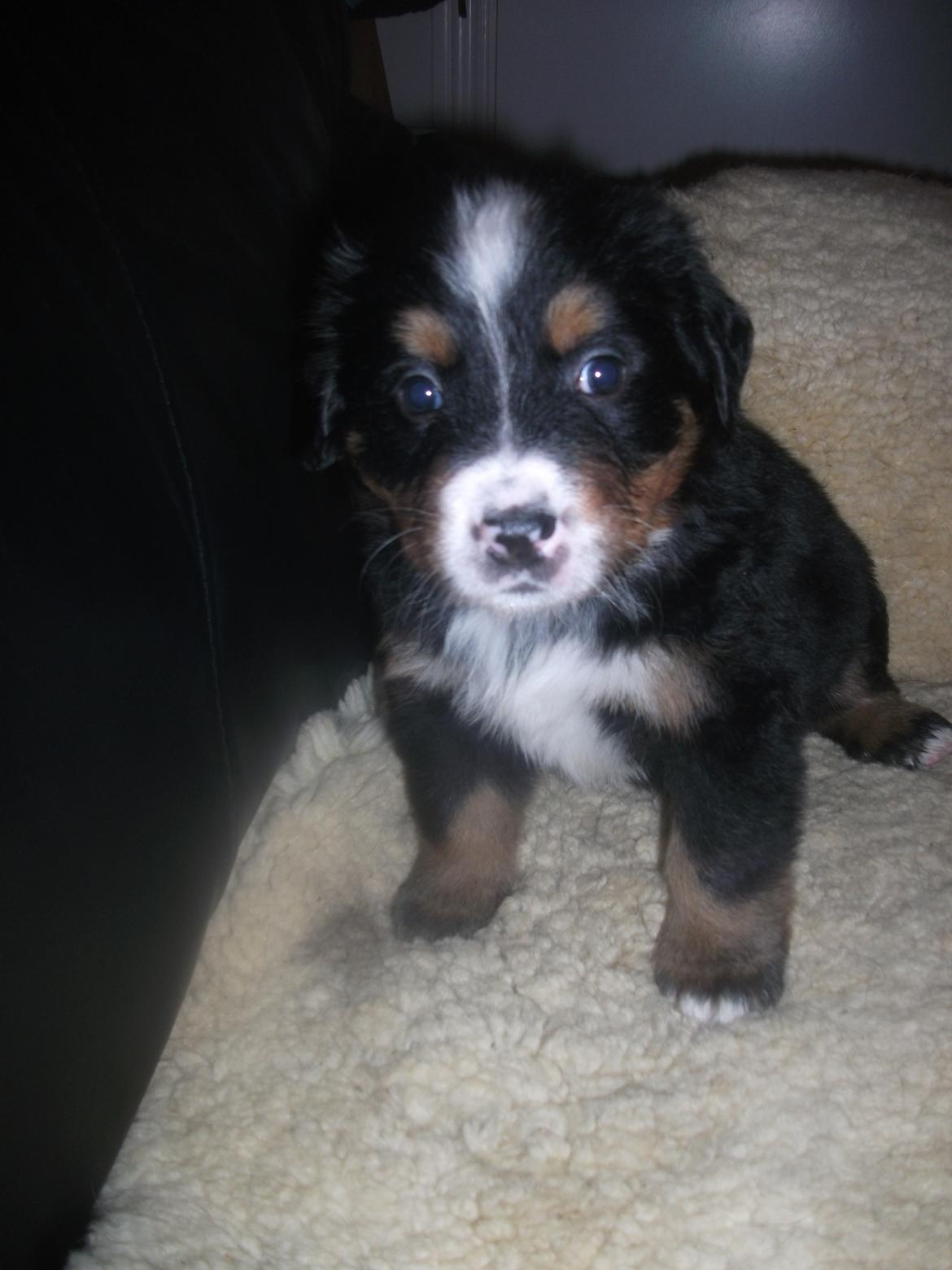 Berner sennenhund Bernerstuens Bimbette "Bimse"/ "Mulle" billede 2