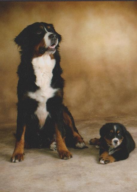 Berner sennenhund Bernerstuens Bimbette "Bimse"/ "Mulle" billede 3