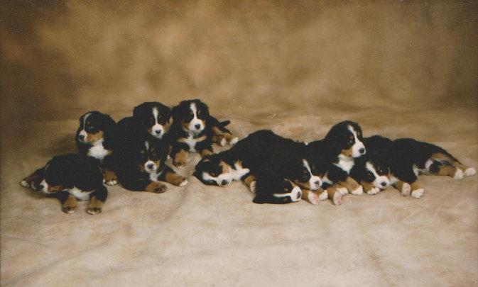Berner sennenhund Bernerstuens Bimbette "Bimse"/ "Mulle" billede 4
