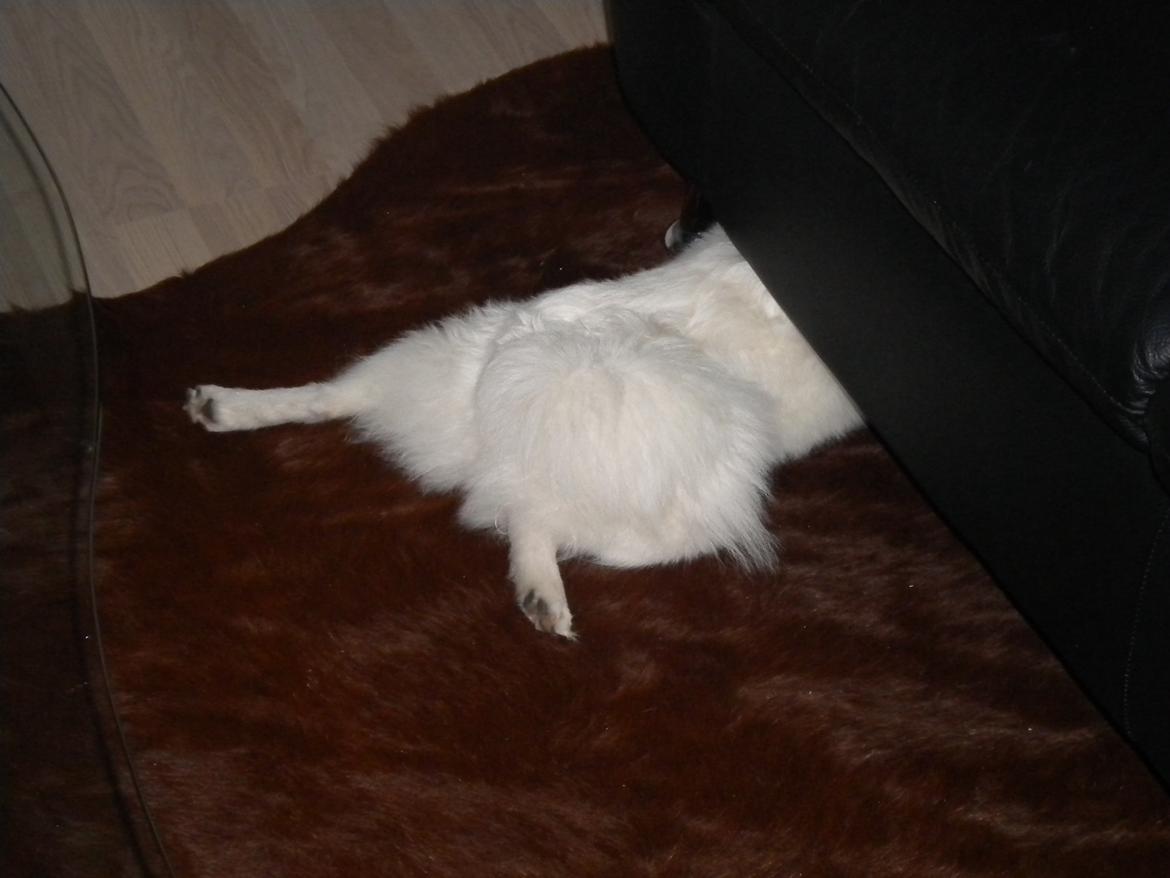 Tysk Spids Emma billede 12